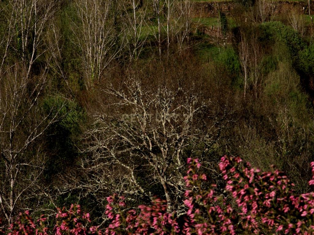 Charmosa Quinta em Castelo de Paiva - Image 15
